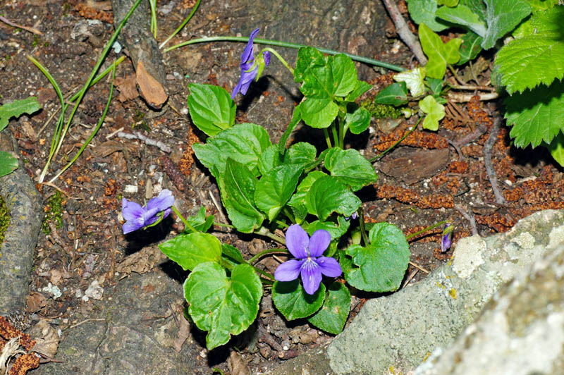 Viola reichenbachiana in Sardegna